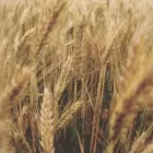Wheat