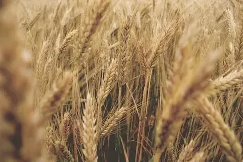 Wheat